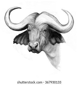 ink drawing water buffalo head