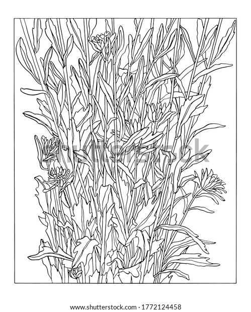 Ink Hand Drawing Illustration Aster Flower Stock Illustration ...