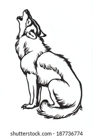 Ink Hand Drawing Wolf Illustration Stock Illustration 187736774 ...