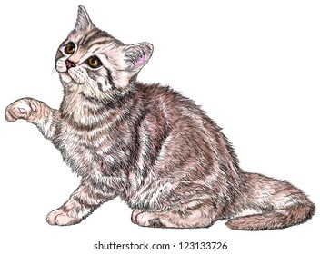 ink & Wash Kitten Illustration