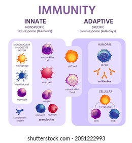 Innate And Adaptive Immune System. Immunology Infographic With Cell Types. Immunity Response, Antibody Activation, Lymphocytes  Scheme. Illustration Innate And Adaptive Prevention