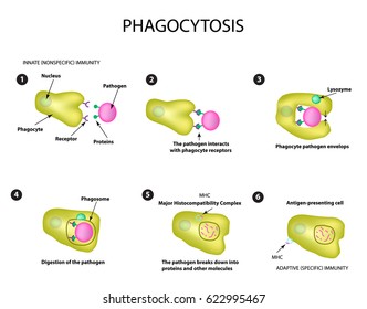 Innate immunity. Adaptive specific immunity. Phagocytosis. Infographics illustration