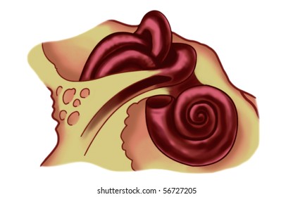 Inner Ear