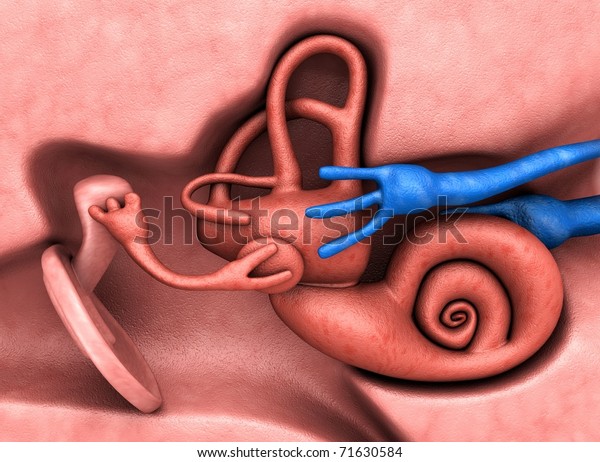 inner\
ear