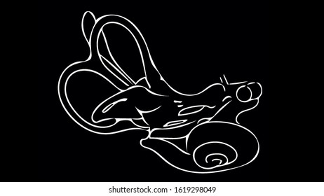 Inner Ear Diagram Graphic In Black And White