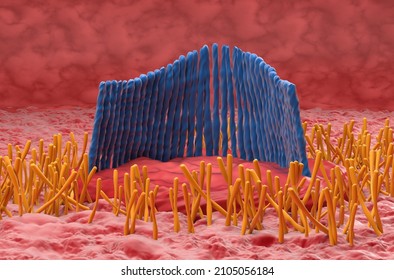Inner ear hair cell in the vestibular system - closeup view 3d illustration