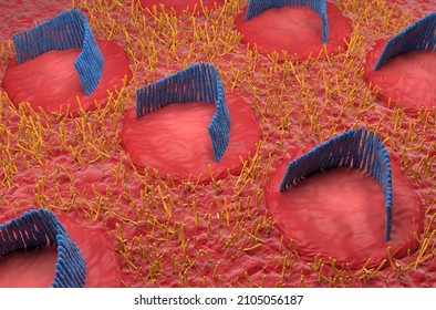 Inner ear hair cells field in the vestibular system - isometric view 3d illustration