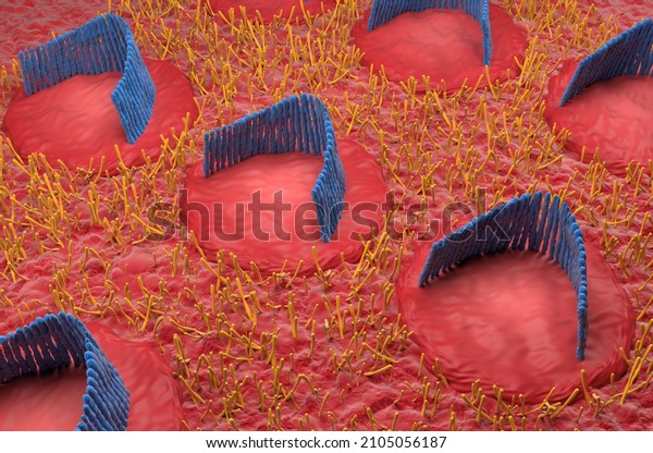 Inner ear hair cells field in the vestibular\
system - isometric view 3d\
illustration