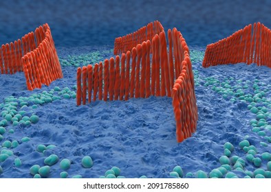Inner ear hair cells in the vestibular system - closeup view 3d illustration