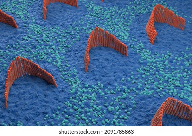 Inner Ear Hair Cells In The Vestibular System - Isometric View 3d Illustration