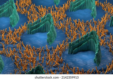 Inner ear hair cells in the vestibular system - isometric view 3d illustration
