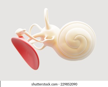 Inner Ear Structure