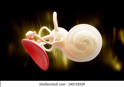 inner ear structure