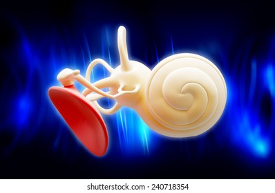 Inner Ear Structure