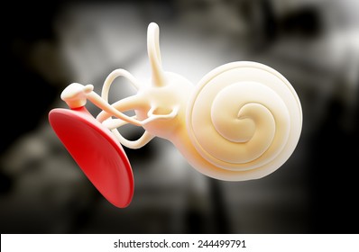 Inner Ear Structure