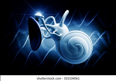 Inner Ear Structure