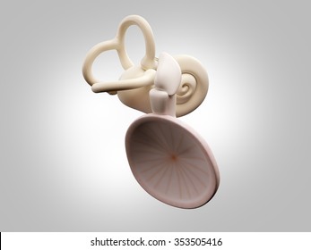 inner ear structure