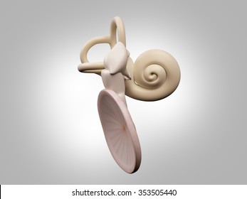 Inner Ear Structure