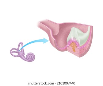 inner ear vestibular system, equilibrum, cross section of ampulla