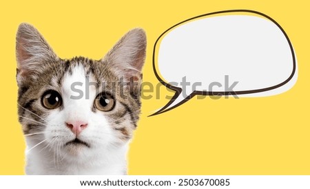 Inquisitive cat with a blank speech bubble on a bright yellow background.