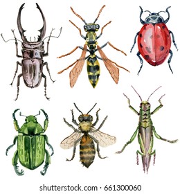 Insect Collection. Watercolor Illustration.