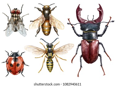 Insect Collection Watercolor Illustration, Isolated On White