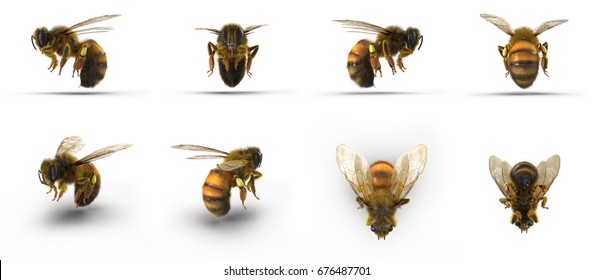 insect honey bee. Renders set from different angles on a white. 3D illustration