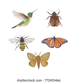 Insects and bird
