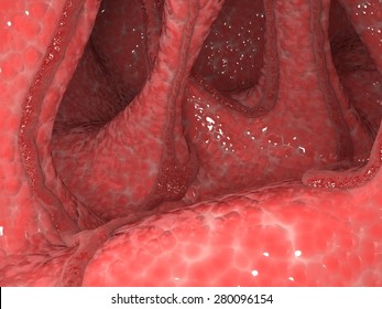 Inside The Body. Anatomic Background