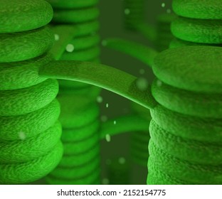 Inside of chloroplast contain of thylakoids 3d rendering