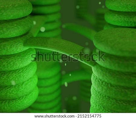 Inside of chloroplast contain of thylakoids 3d rendering Stock photo © 