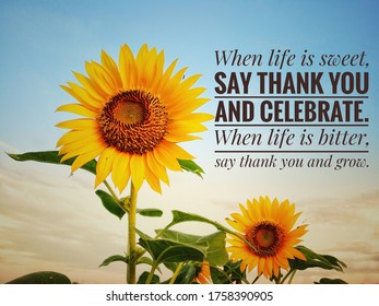 Inspirational motivational quote - When life is sweet, say thank you and celebrate. When life is bitter, say thank you and grow. With two beautiful sunflowers and the bright blue sky background.
