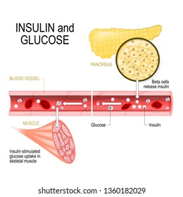 insulin and glucose. Beta-cells (in the pancreas) release insulin in the blood vessel. Insulin stimulates the absorption of glucose in skeletal muscle. Closeup of pancreas and  islets of Langerhans
