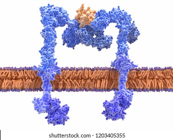  Insulin (orange) bound to the insulin receptor (blue). Insulin binding induces structural changes within the receptor leading to the transport of glucose molecules into the cell. 3d rendering
