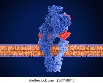 The insulin receptor (blue) is a  dimeric transmembrane protein, that is activated by insulin (red). Source: PDB entry 7PG3. 3d rendering