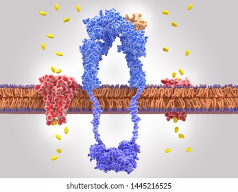 The insulin receptor (blue) is a transmembrane protein, that is activated by insulin (orange) These leads to the transport of glucose into the cell mediated by a glucose tranporter (red). 3d rendering