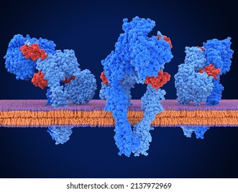 The insulin receptor is a  dimeric transmembrane protein, that  activated by several insulin  molecules. Source: PDB entry 7PG3. 3d rendering