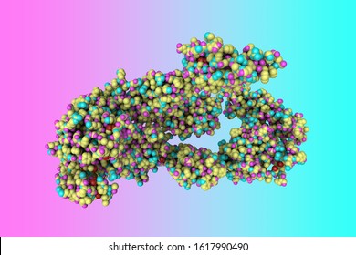 Insulin Receptor Ectodomain In Complex With One Insulin Molecule. The Insulin Receptor Is A Dimeric Protein That Has A Crucial Role In Controlling Glucose Homeostasis. 3d Illustration