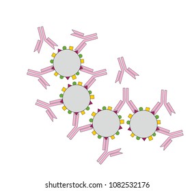 The Interaction Between Antibody And Antigen Results Agglutination. Antigens Like Bacteria Or Virus Are Bound Together To Form A Clump.
