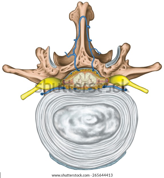 Intercostal Venous Venous Plexuses Vertebral Canal Stock Illustration ...