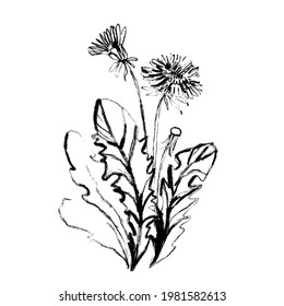 Interior poster with black drawing of dandelion in freehand sketch style isolated on white background. Digital illustration in the style of hand drawing with ink, charcoal, pencil.