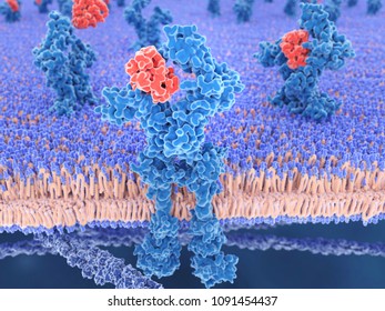 Interleukin 13 Binds To The IL-13-receptor. It Is A Mediator Of Allergic Inflammation And Different Diseases Including Asthma, Mucus Hypersecretion, Fibrosis, Airway Hyperresponsiveness. 3d Rendering