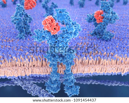 Interleukin 13 binds to the IL-13-receptor. It is a mediator of allergic inflammation and different diseases including asthma, mucus hypersecretion, fibrosis, airway hyperresponsiveness. 3d rendering Stok fotoğraf © 