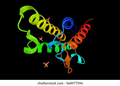 The Interleukin 4 (IL4), A Cytokine That Induces Differentiation Of Naive Helper T Cells. Key Regulator In Humoral And Adaptive Immunity. 3d Structure.