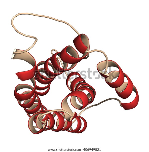 インターロイキン6 Il 6 サイトカイン及びミオカインタンパク質 抗il 6抗体は関節炎の治療に用いられる 3dイラスト 二次構造 のカラー 赤いらせん を使用したカートーンの表現 のイラスト素材