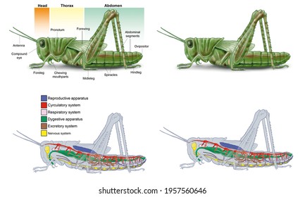 Internal Anatomy Of An Insect. Grasshopper With Illustration Of Its Various Organs And Systems. Illustration With Explanatory Text And Without Captions.