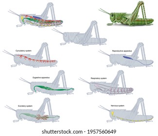 Internal Anatomy Of An Insect. Grasshopper With Illustration Of Its Various Organs And Systems. Illustration With Explanatory Text And Without Captions.