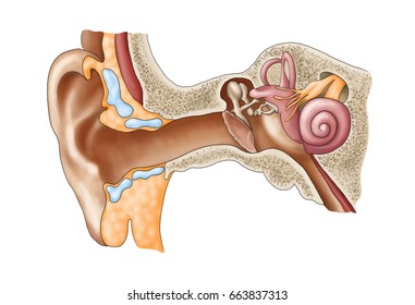 internal ear