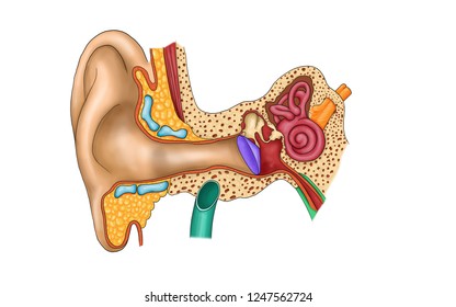 Internal Ear Section Stock Illustration 1247562724