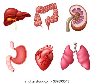 Internal Human Digestive System Sets Stock Illustration 389893543 ...